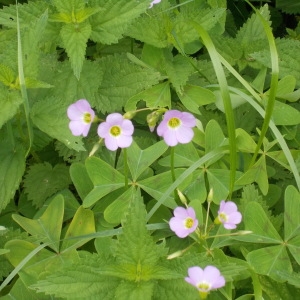  - Oxalis tetraphylla Cav. [1795]