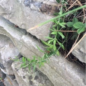 Photographie n°779912 du taxon Galium aparine L. [1753]