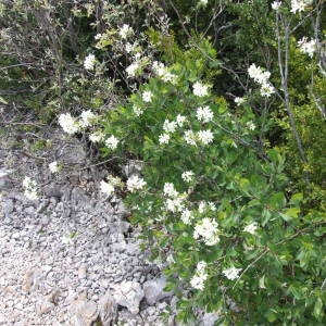 Photographie n°780000 du taxon Amelanchier ovalis Medik. [1793]