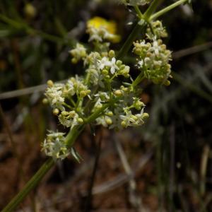 Photographie n°780203 du taxon Galium album Mill. [1768]