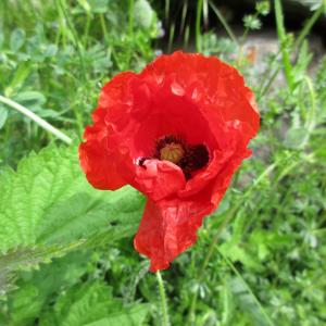 Photographie n°780297 du taxon Papaver rhoeas L.