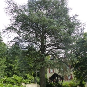 Photographie n°780314 du taxon Cedrus atlantica (Manetti ex Endl.) Carrière [1855]