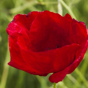 Photographie n°780405 du taxon Papaver rhoeas L.