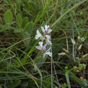 Photographie n°780449 du taxon Polygala vulgaris L. [1753]