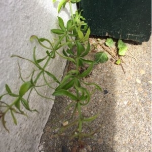 Photographie n°780462 du taxon Galium aparine L. [1753]