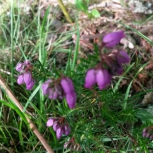 Photographie n°780645 du taxon Erica cinerea L. [1753]