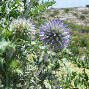 Photographie n°780762 du taxon Echinops ritro L. [1753]