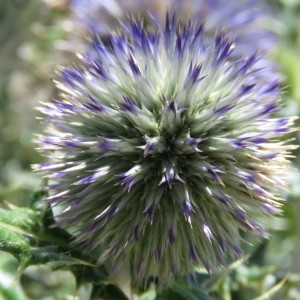 Photographie n°780763 du taxon Echinops ritro L. [1753]