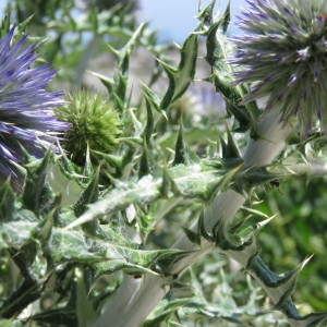 Photographie n°780764 du taxon Echinops ritro L. [1753]