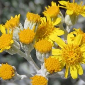 Photographie n°780770 du taxon Jacobaea maritima (L.) Pelser & Meijden [2005]