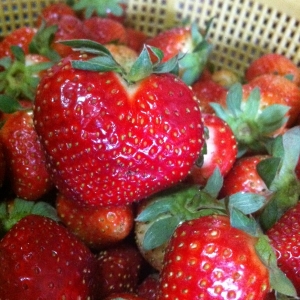 Fragaria chiloensis var. carolinensis Weston (Fraisier cultivé)