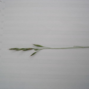Photographie n°780955 du taxon Poaceae