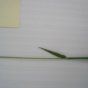 Photographie n°780959 du taxon Poaceae