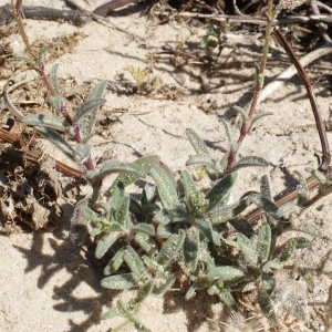 Photographie n°780968 du taxon Silene nicaeensis All. [1773]