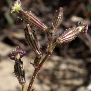 Photographie n°780972 du taxon Silene nicaeensis All. [1773]