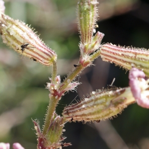 Photographie n°780973 du taxon Silene nicaeensis All. [1773]