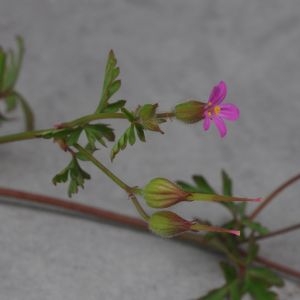 Photographie n°781054 du taxon Geranium purpureum Vill. [1786]