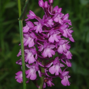 Photographie n°781147 du taxon Anacamptis pyramidalis (L.) Rich. [1817]