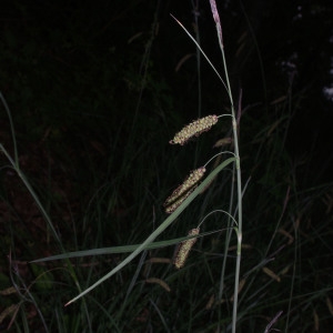 Photographie n°781149 du taxon Carex flacca Schreb. [1771]