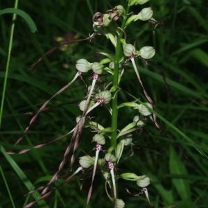 Photographie n°781157 du taxon Himantoglossum hircinum (L.) Spreng. [1826]