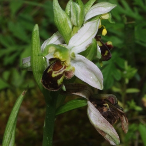 Photographie n°781163 du taxon Ophrys apifera Huds. [1762]