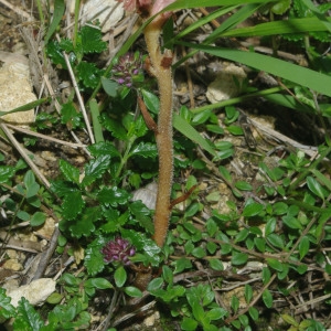 Photographie n°781166 du taxon Orobanche teucrii Holandre [1829]