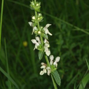 Photographie n°781169 du taxon Stachys recta L. [1767]