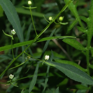 Photographie n°781171 du taxon Thesium humifusum subsp. humifusum 