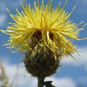 Photographie n°781291 du taxon Centaurea collina L. [1753]