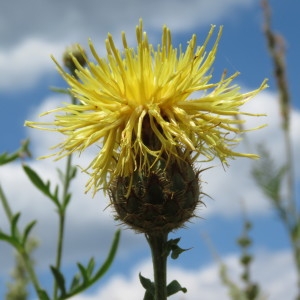 Photographie n°781293 du taxon Centaurea collina L. [1753]