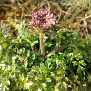 Photographie n°781414 du taxon Daucus carota subsp. gummifer (Syme) Hook.f. [1884]