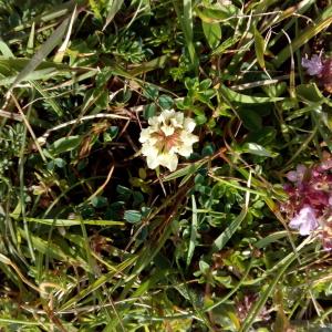 Photographie n°781445 du taxon Trifolium occidentale Coombe [1961]