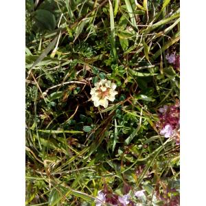 Trifolium repens f. maritimum Corb. (Trèfle de l'ouest)