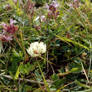 Photographie n°781446 du taxon Trifolium occidentale Coombe [1961]