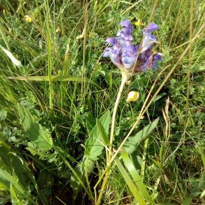 Photographie n°781458 du taxon Prunella hastifolia Brot. [1804]