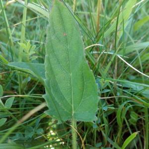 Photographie n°781460 du taxon Prunella hastifolia Brot. [1804]