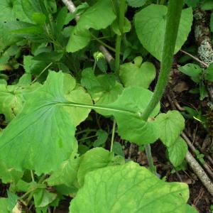 Photographie n°781517 du taxon Doronicum pardalianches L. [1753]