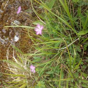 Photographie n°781561 du taxon Dianthus monspessulanus L.