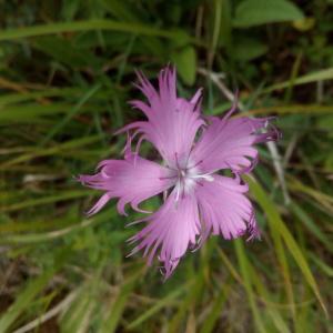 Photographie n°781562 du taxon Dianthus monspessulanus L.