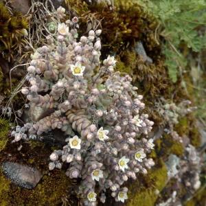 Photographie n°781567 du taxon Sedum dasyphyllum L. [1753]