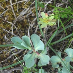 Photographie n°781590 du taxon Euphorbia nicaeensis All. [1785]