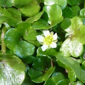 Ranunculus papillatus Dulac (Renoncule à feuilles de lierre)
