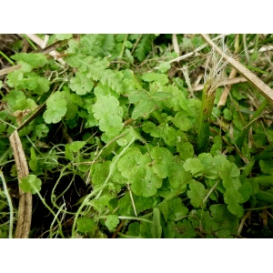 Sibthorpia europaea L. (Sibthorpie)