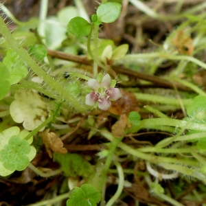 Photographie n°781856 du taxon Sibthorpia europaea L. [1753]