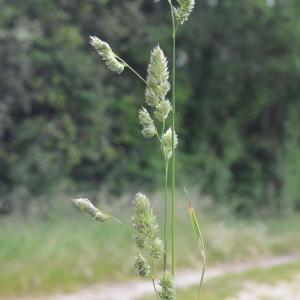 Photographie n°781950 du taxon Dactylis glomerata L. [1753]