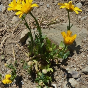 Photographie n°781962 du taxon Glebionis segetum (L.) Fourr. [1869]