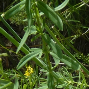 Photographie n°781993 du taxon Hypericum perforatum var. angustifolium DC. [1815]