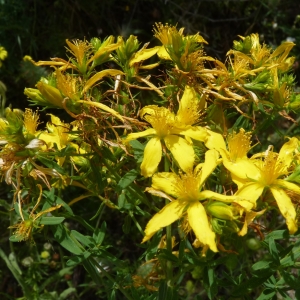 Hypericum stenophyllum Opiz (Millepertuis à feuilles étroites)