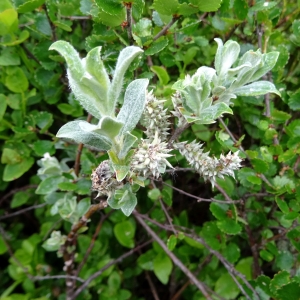 Photographie n°782051 du taxon Salix lapponum L. [1753]