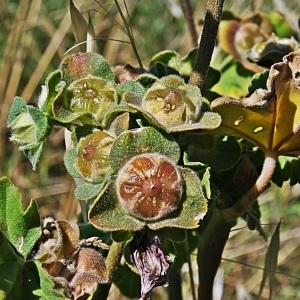 Photographie n°782125 du taxon Malva arborea (L.) Webb & Berthel. [1837]